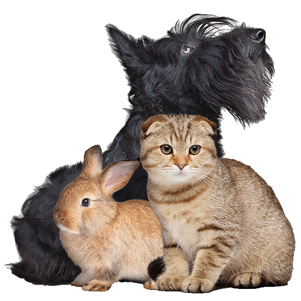 Scotty Kitty Bunny V2 Optimized